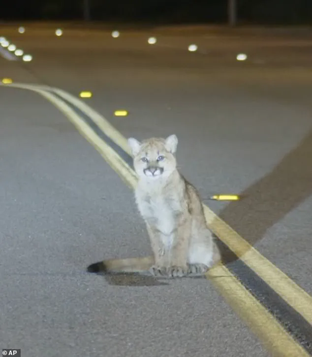 Six-Month-Old Mountain Lion Cub Found Motionless on Hillcrest Parkway in LA, Sparks Concern Among Experts
