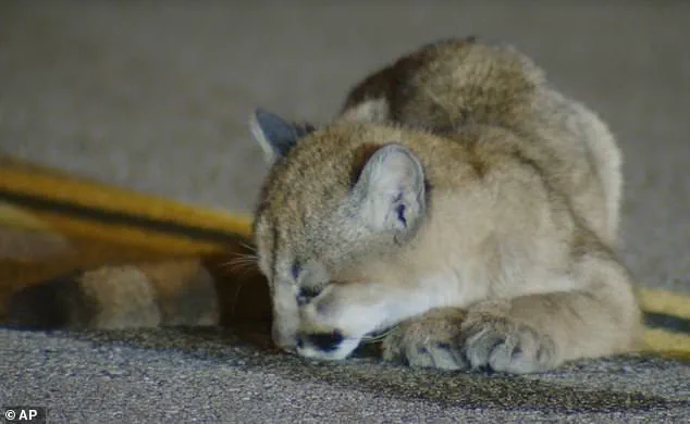 Six-Month-Old Mountain Lion Cub Found Motionless on Hillcrest Parkway in LA, Sparks Concern Among Experts
