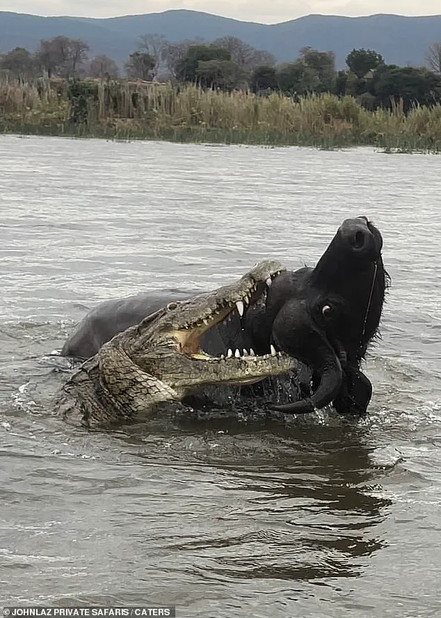 Race Against Time: Rare Buffalo-Crocodile Struggle Captured in Zambia's Lower Zambezi National Park
