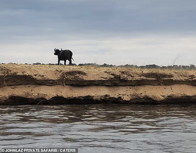 Race Against Time: Rare Buffalo-Crocodile Struggle Captured in Zambia's Lower Zambezi National Park