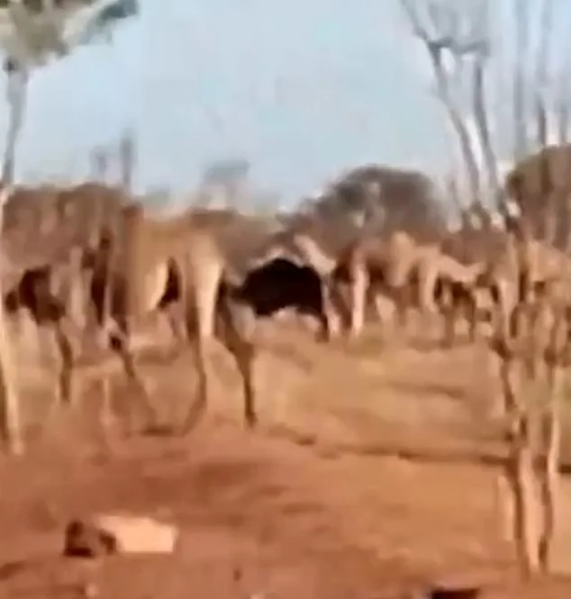 Feral Camels Invade Mount Liebig, Sparking Crisis in Australia's Outback