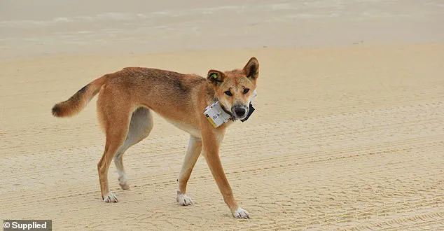 Privileged Access, Public Peril: The Hidden Truths Behind Fraser Island's Dingo Tragedy and Regulatory Failures