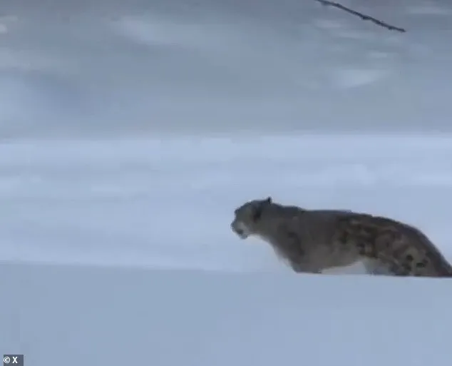 Debate Over Regulations in Protected Areas Intensifies After Snow Leopard Encounter in China's UNESCO Geopark