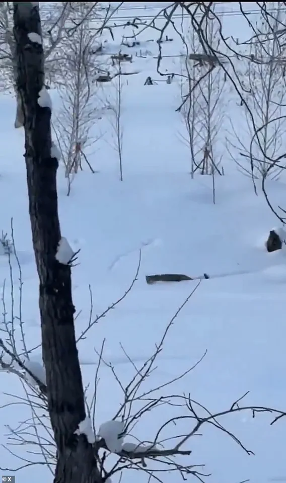 Debate Over Regulations in Protected Areas Intensifies After Snow Leopard Encounter in China's UNESCO Geopark