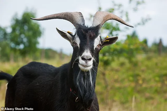 Decline in Milk Consumption Sparks Health Concerns as Plant-Based Alternatives Rise