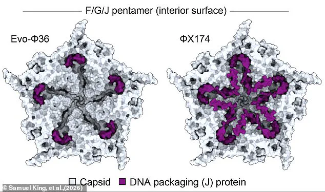 Scientists Use AI to Engineer Simplest Synthetic Virus Ever, Evo–Φ2147