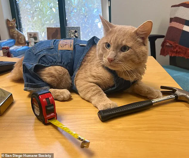 San Diego Humane Society Marks End of Quarantine for Rescued Cat Kyle, Highlighting State Law Compliance and Recovery Success