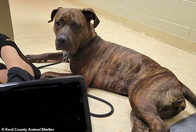 Exclusive: After 14 Months, Michigan Woman Reunites with Missing Puppy Walker