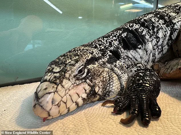 Exclusive Encounter: Rhode Island Man Discovers Rare Tegu Lizard in Snow
