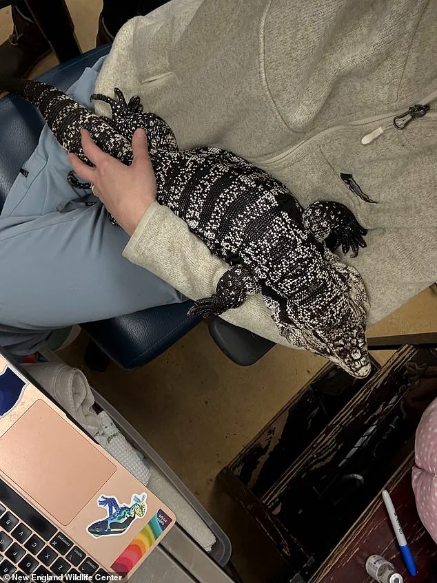 Exclusive Encounter: Rhode Island Man Discovers Rare Tegu Lizard in Snow