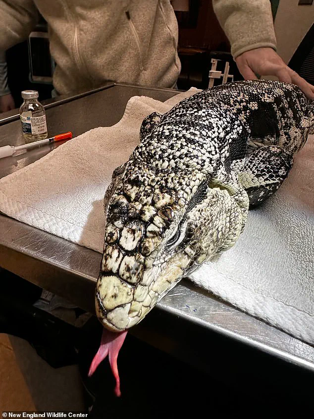 Exclusive Encounter: Rhode Island Man Discovers Rare Tegu Lizard in Snow