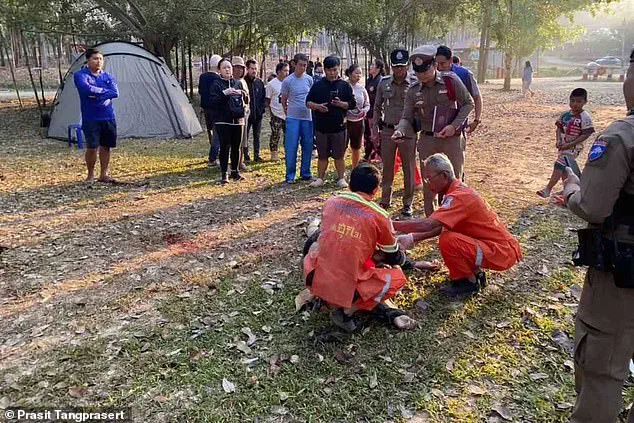 Rogue Elephant in Khao Yai National Park Kills Tourist in Tragic Incident