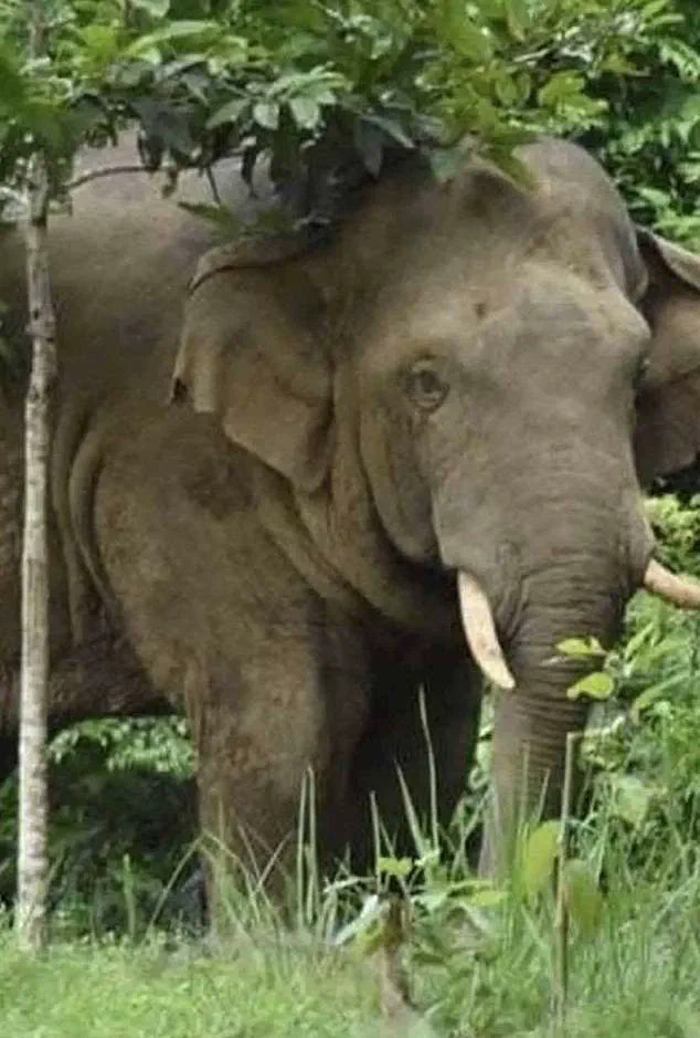 Rogue Elephant in Khao Yai National Park Kills Tourist in Tragic Incident