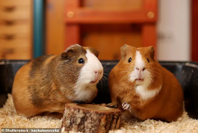 Hedge Fund Tycoon Jason Ader Faces Bankruptcy After Lawsuit Over $13M Mortgage Default