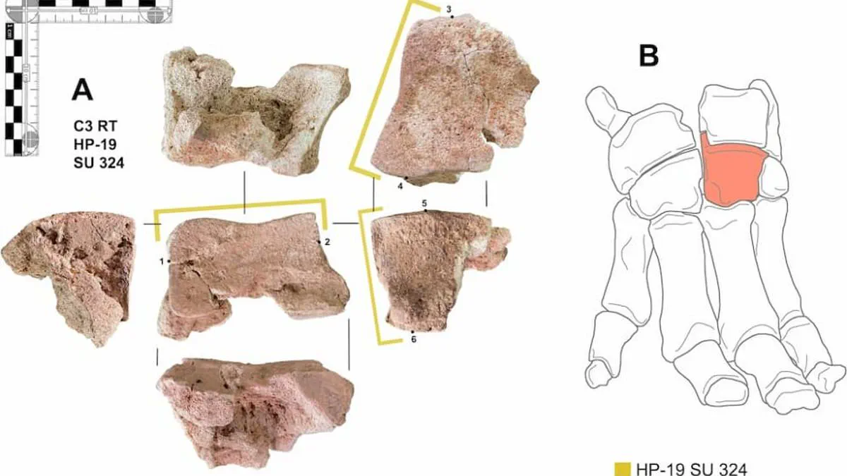 Ancient Bone in the Alps Offers First Physical Evidence of Hannibal's Elephants, Rewriting History's Greatest Military Myth