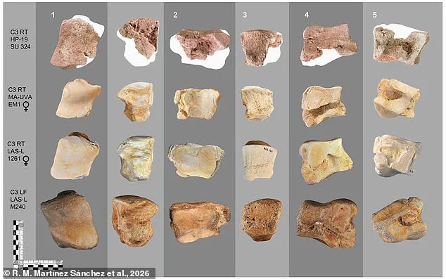 Ancient Bone in the Alps Offers First Physical Evidence of Hannibal's Elephants, Rewriting History's Greatest Military Myth