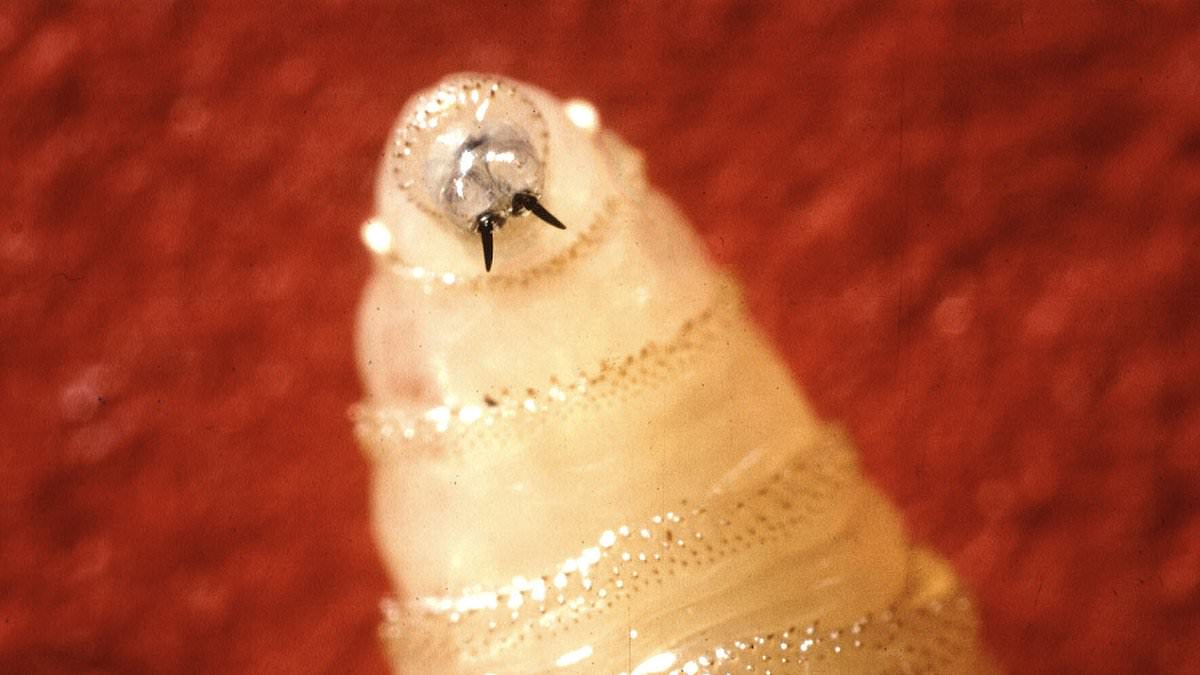 New World Screwworm Returns: Flesh-Eating Parasite Sparks Health and Agricultural Crisis