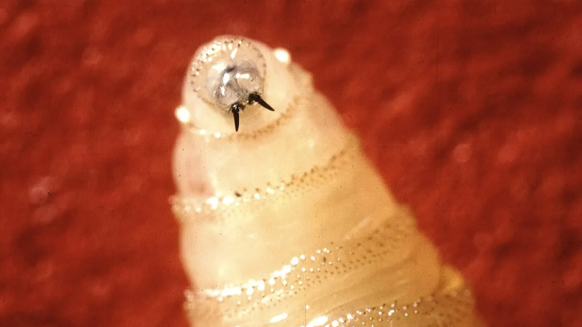 New World Screwworm Returns: Flesh-Eating Parasite Sparks Health and Agricultural Crisis