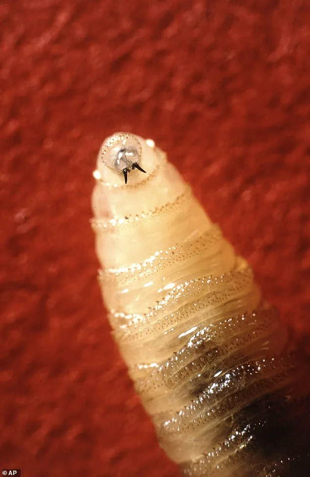 New World Screwworm Returns: Flesh-Eating Parasite Sparks Health and Agricultural Crisis