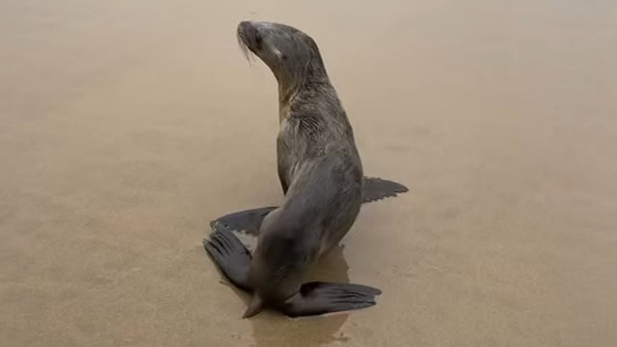 Baby Sea Lion Rescued on Cannon Beach; Haystack Rock Program Warns Against Human Interference