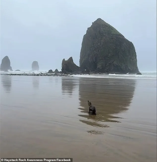 Baby Sea Lion Rescued on Cannon Beach; Haystack Rock Program Warns Against Human Interference