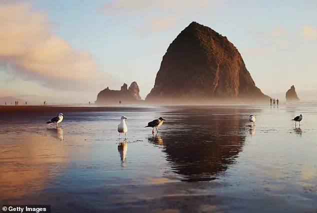 Baby Sea Lion Rescued on Cannon Beach; Haystack Rock Program Warns Against Human Interference
