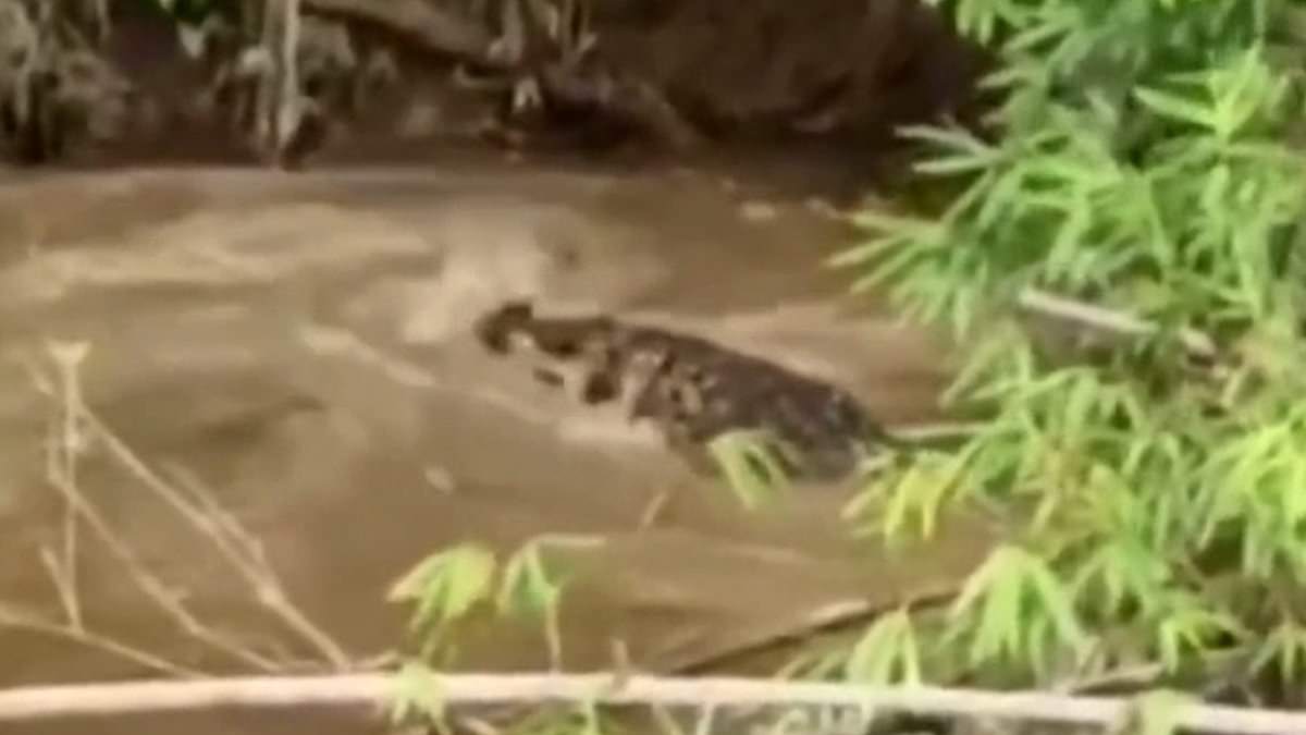 Crocodile Attack in Aceh's Remote River Claims Life of Woman