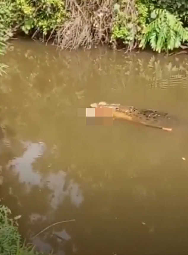 Crocodile Attack in Aceh's Remote River Claims Life of Woman