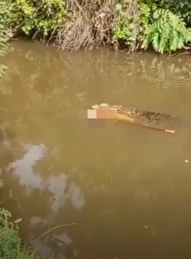 Crocodile Attack in Aceh's Remote River Claims Life of Woman