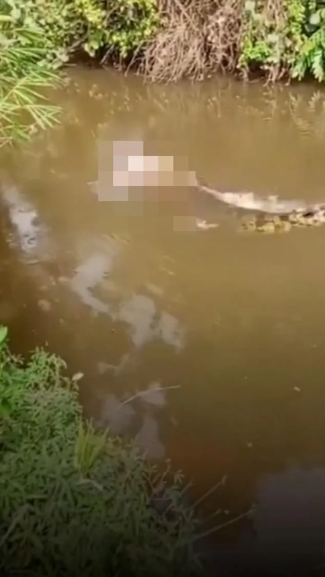 Crocodile Attack in Aceh's Remote River Claims Life of Woman