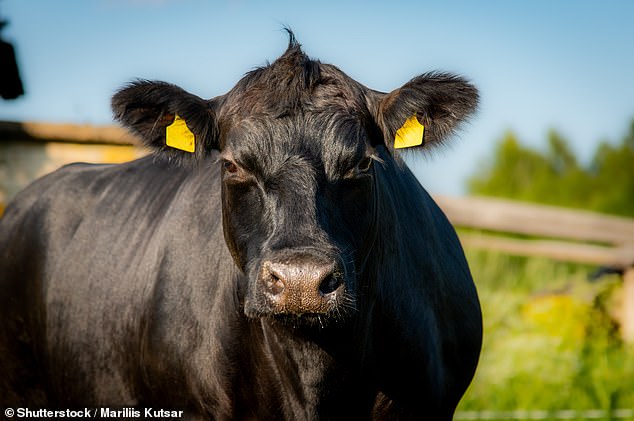 Gene-Editing Breakthrough Could Revolutionize Beef Production, Making Premium Cuts More Affordable in the UK Within Three Years