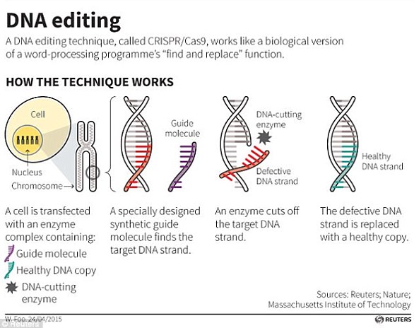 Gene-Editing Breakthrough Could Revolutionize Beef Production, Making Premium Cuts More Affordable in the UK Within Three Years
