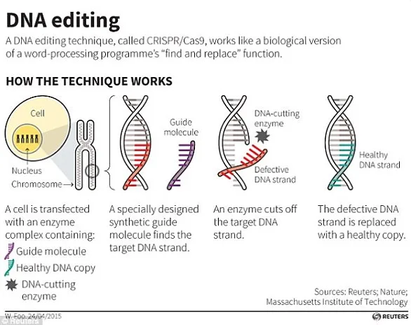 Gene-Editing Breakthrough Could Revolutionize Beef Production, Making Premium Cuts More Affordable in the UK Within Three Years