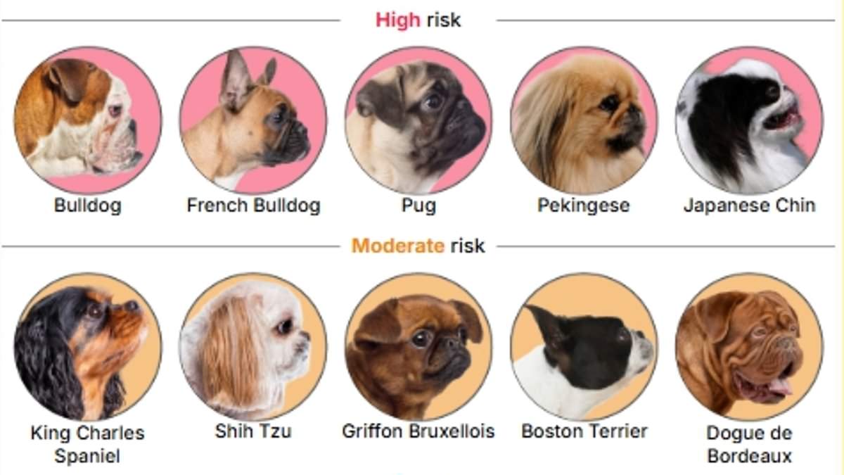 Hidden Crisis in Dog Breeding: Study Reveals 15 Breeds Face Lifelong Suffering Due to Exaggerated Facial Features