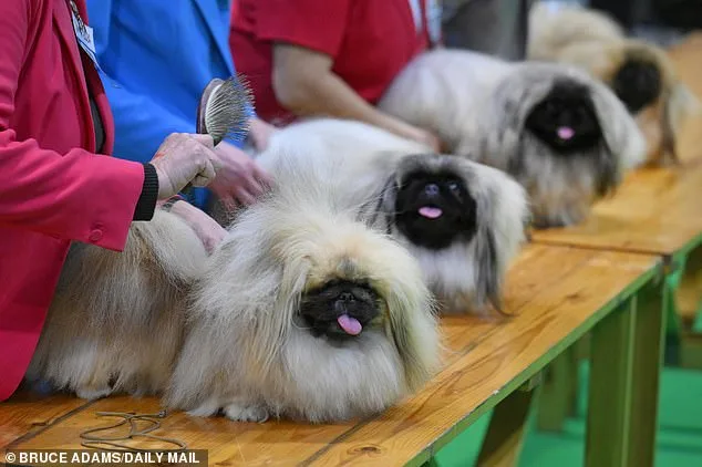 Hidden Crisis in Dog Breeding: Study Reveals 15 Breeds Face Lifelong Suffering Due to Exaggerated Facial Features