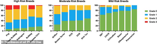 Hidden Crisis in Dog Breeding: Study Reveals 15 Breeds Face Lifelong Suffering Due to Exaggerated Facial Features