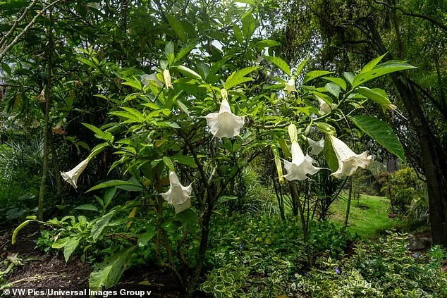 Jeffrey Epstein's Emails Reveal Fascination with Toxic 'Angel's Trumpet' Plant and Its Link to Scopolamine