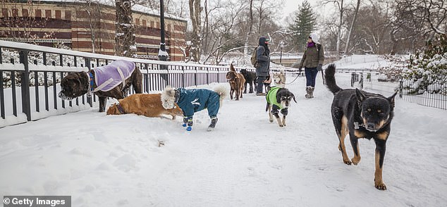 Palestinian Activist's Controversial Dog Ban Post Sparks Outcry and Retraction