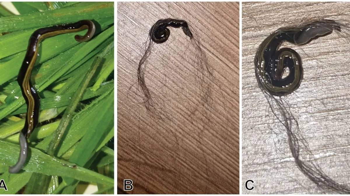 Pets Accidentally Spread Invasive Flatworms, Threatening European Ecosystems