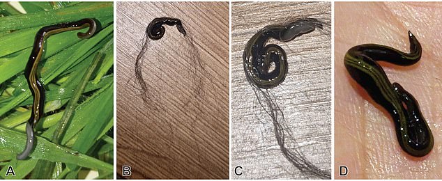 Pets Accidentally Spread Invasive Flatworms, Threatening European Ecosystems