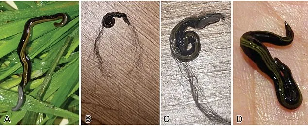 Pets Accidentally Spread Invasive Flatworms, Threatening European Ecosystems