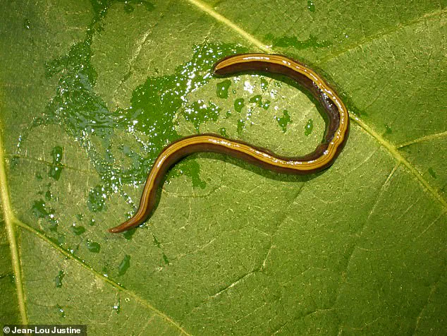 Pets Accidentally Spread Invasive Flatworms, Threatening European Ecosystems