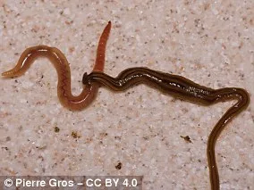 Pets Accidentally Spread Invasive Flatworms, Threatening European Ecosystems