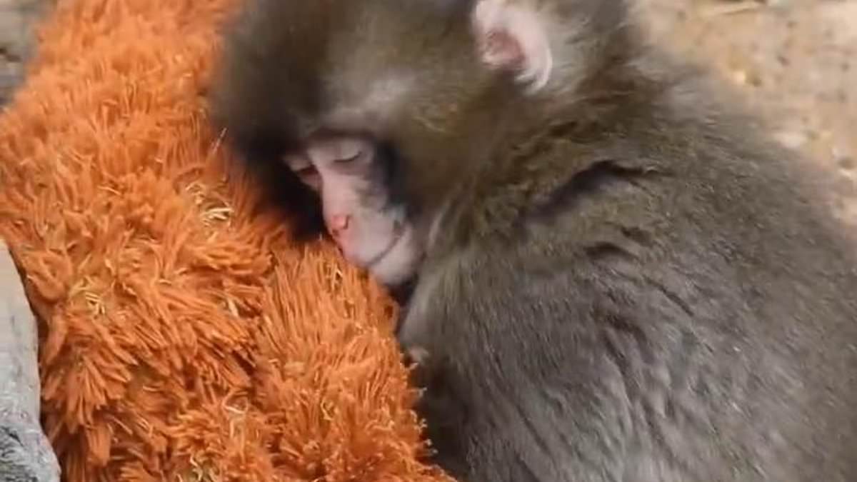 Punch the Macaque's Viral Embrace of Stuffed Orangutan Offers Comfort After Maternal Rejection