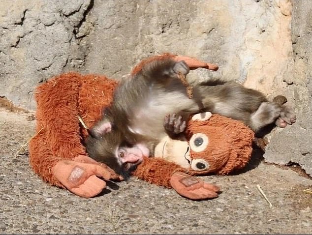 Punch the Macaque's Viral Embrace of Stuffed Orangutan Offers Comfort After Maternal Rejection