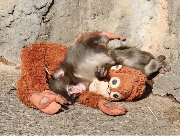 Punch the Macaque's Viral Embrace of Stuffed Orangutan Offers Comfort After Maternal Rejection