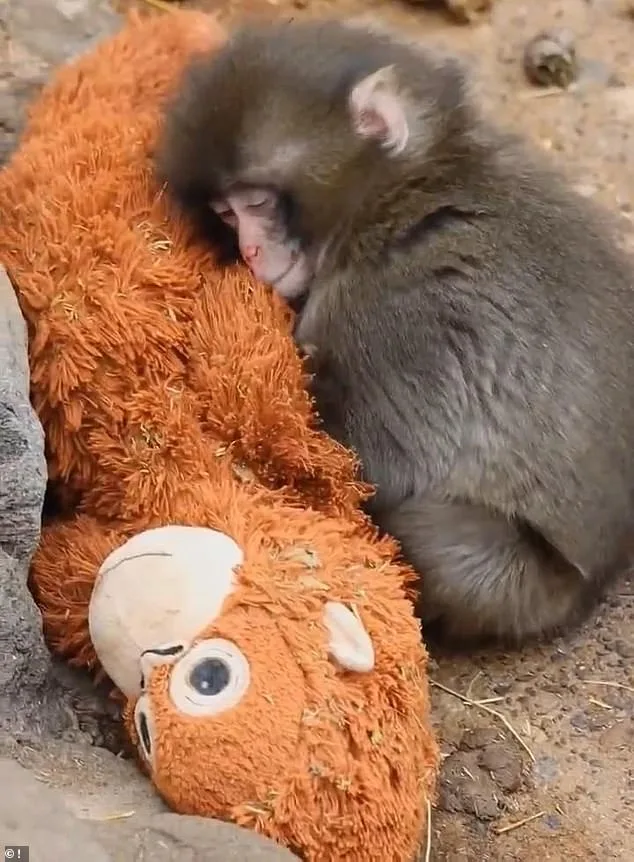 Punch the Macaque's Viral Embrace of Stuffed Orangutan Offers Comfort After Maternal Rejection