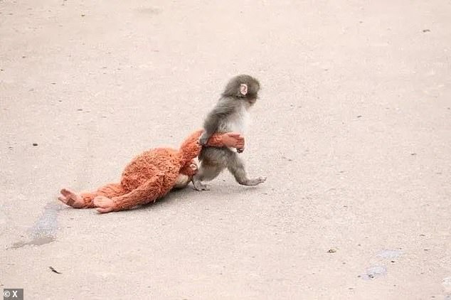 Punch the Macaque's Viral Embrace of Stuffed Orangutan Offers Comfort After Maternal Rejection