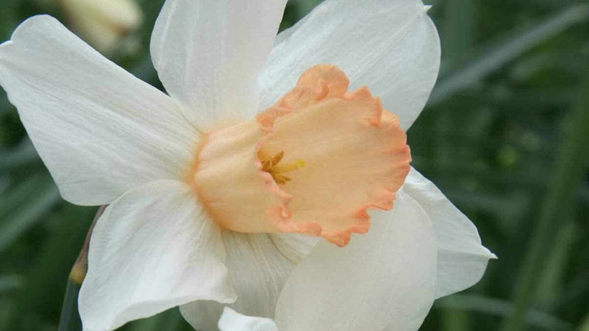 Race Against Time to Save Rare Pink Daffodil: Call for Public Help