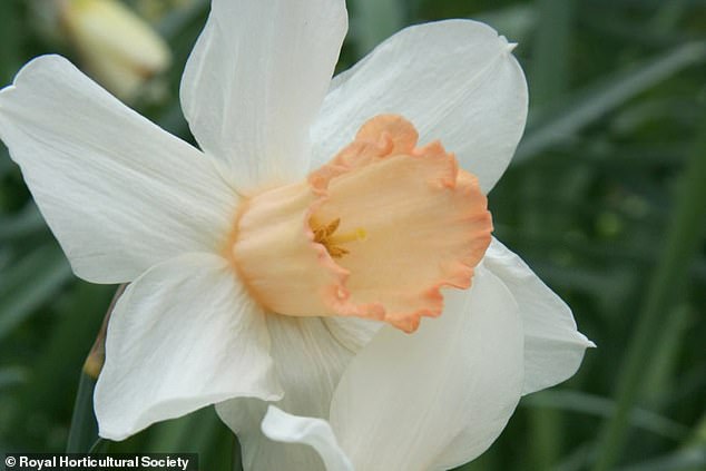Race Against Time to Save Rare Pink Daffodil: Call for Public Help